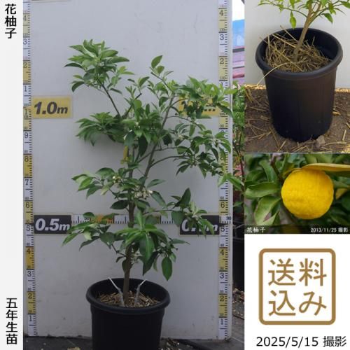 <img class='new_mark_img1' src='https://img.shop-pro.jp/img/new/icons14.gif' style='border:none;display:inline;margin:0px;padding:0px;width:auto;' />¨ȯǽۡԻѡڥॷﳲġ ͮ(ϥʥ桦֥楺)[̼ȭ 2021ǯ:M]ռӡ