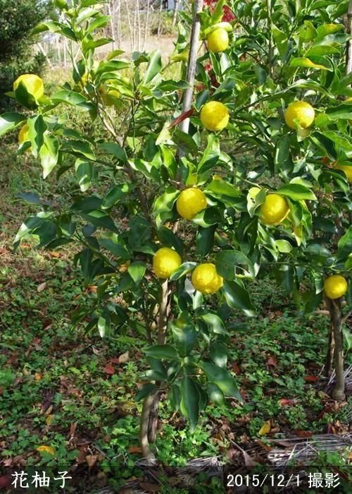 【順次出荷中】3年生苗◇柑橘類
