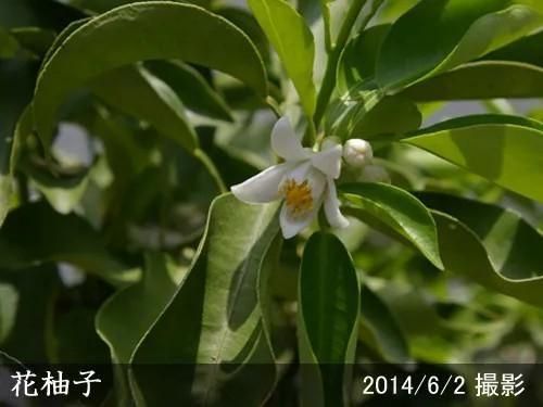 【順次出荷中】3年生苗◇柑橘類