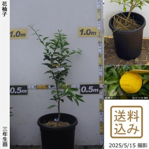 <img class='new_mark_img1' src='https://img.shop-pro.jp/img/new/icons14.gif' style='border:none;display:inline;margin:0px;padding:0px;width:auto;' />¨ȯǽ3ǯġ ͮ(ϥʥ桦֥楺)[̼ȭ 2023ǯ:M]