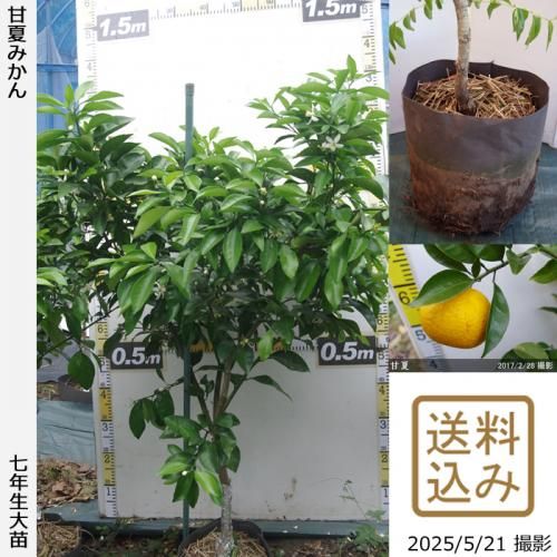 <img class='new_mark_img1' src='https://img.shop-pro.jp/img/new/icons14.gif' style='border:none;display:inline;margin:0px;padding:0px;width:auto;' />ڽ缡вۡԻѡڥॷﳲġ ŲƤߤ[ݥå 2019ǯ:M]ռӡ