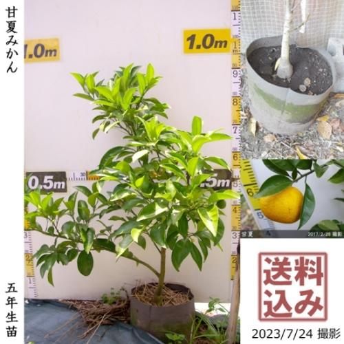 【順次出荷中】◇農薬不使用【エ