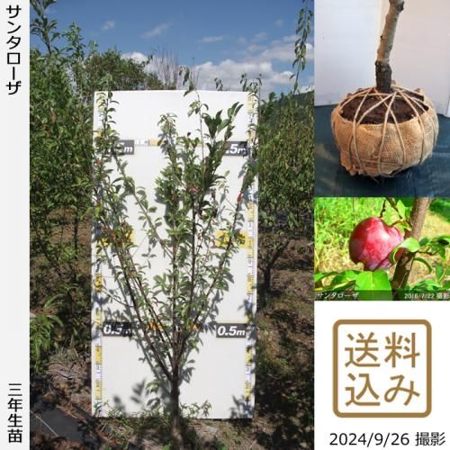 2ǯġ( ץ)󥿥[Ϸ 2021ǯ:3L]