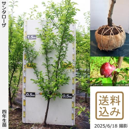<img class='new_mark_img1' src='https://img.shop-pro.jp/img/new/icons14.gif' style='border:none;display:inline;margin:0px;padding:0px;width:auto;' />【2025年度予約商品】大苗◇スモモ(李 プラム)サンタローザ[地掘苗 2022年:M]～実付実績～