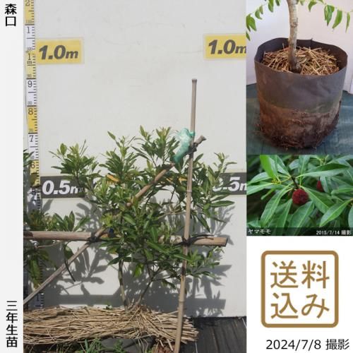 【順次出荷中】大苗◇ヤマモモ(