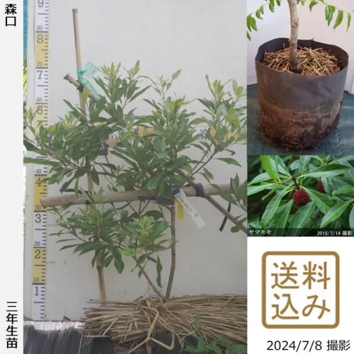 ڽ缡вġޥ() (ꤰ)[ݥå 2022ǯ:S]