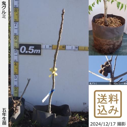 ナッツ類 ペカンナッツ・クルミ(胡桃)の地堀大苗 - 果樹苗・大苗