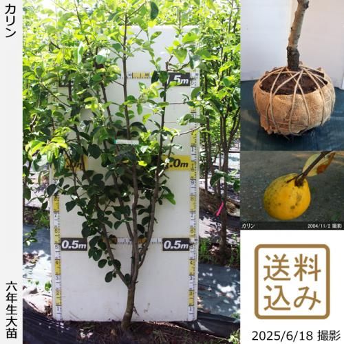<img class='new_mark_img1' src='https://img.shop-pro.jp/img/new/icons14.gif' style='border:none;display:inline;margin:0px;padding:0px;width:auto;' />2025ǯͽʡġ()[Ϸ 2020ǯ:LL]緿
