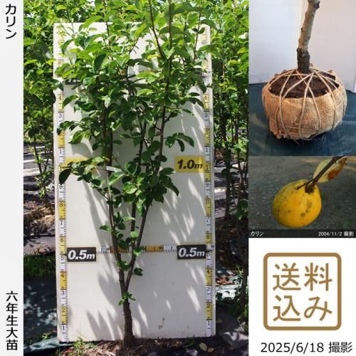 <img class='new_mark_img1' src='https://img.shop-pro.jp/img/new/icons14.gif' style='border:none;display:inline;margin:0px;padding:0px;width:auto;' />2025ǯͽʡġ()[Ϸ 2020ǯ:L]