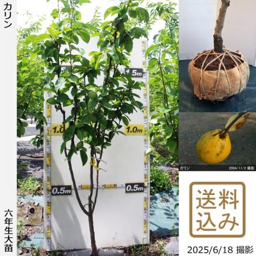 スモモ地中ポット苗 果樹苗木 成木通販の 特等大苗専門店 すだ農園 京都亀岡 スモモ地中ポット苗 果樹苗木 成木通販の 特等大苗専門店 すだ農園 京都亀岡