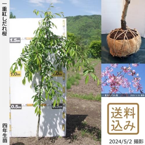 【2025年度予約商品】大苗◇