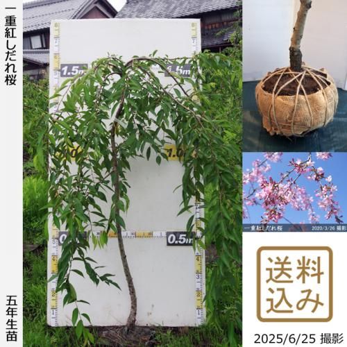 <img class='new_mark_img1' src='https://img.shop-pro.jp/img/new/icons14.gif' style='border:none;display:inline;margin:0px;padding:0px;width:auto;' />2025ǯͽʡġ() ŹȤ[Ϸ 2021ǯ:M]緿