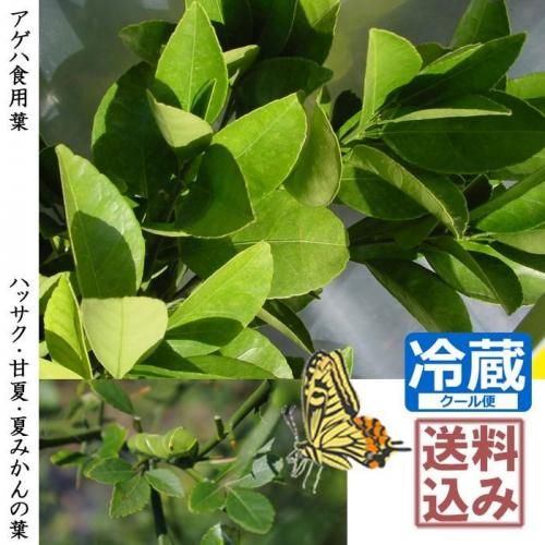 8/27-28в١ۥϿ()ϥåŲơƤߤբॷﳲմޤ180g]