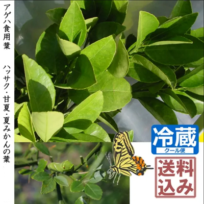 【5/30-5/31出荷予定分ご予約】アゲハ食用葉(食樹)◇ハッサク・甘夏・夏みかん等の葉《180g》[送料・クール便代込価格]