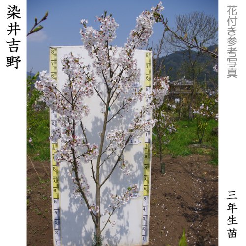 サクラ(桜)染井吉野(ソメイヨシノ)地掘大苗 - 果樹苗・大苗・苗木販売の隅田農園@京都亀岡