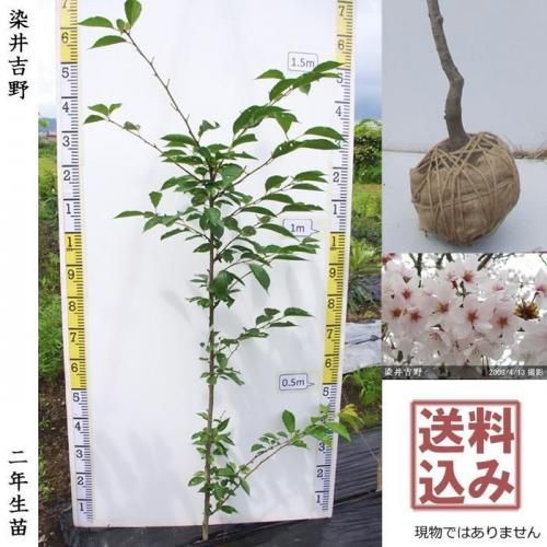<img class='new_mark_img1' src='https://img.shop-pro.jp/img/new/icons14.gif' style='border:none;display:inline;margin:0px;padding:0px;width:auto;' />【2025年度予約商品】2年生苗◇サクラ(桜)染井吉野(ソメイヨシノ)[地掘苗 2024年:M]