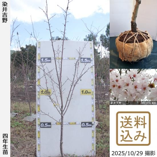 �ڽ缡�в�������ġ�������(��