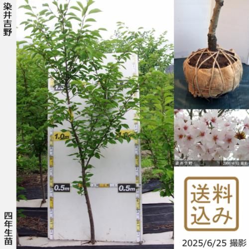 �ڽ缡�в�������ġ�������(��