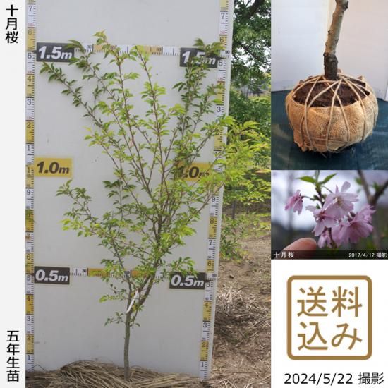 【順次出荷中】大苗◇サクラ(桜
