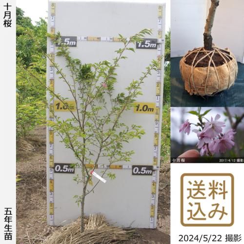 【順次出荷中】大苗◇サクラ(桜
