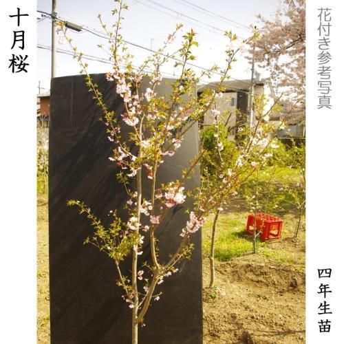 【順次出荷中】大苗◇サクラ(桜