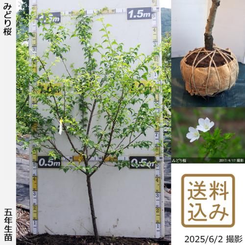 <img class='new_mark_img1' src='https://img.shop-pro.jp/img/new/icons14.gif' style='border:none;display:inline;margin:0px;padding:0px;width:auto;' />【2025年度予約商品】大苗◇サクラ(桜)豆桜[みどり桜](マメザクラ・ミドリザクラ)[地掘苗 2021年:M]