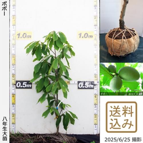 <img class='new_mark_img1' src='https://img.shop-pro.jp/img/new/icons14.gif' style='border:none;display:inline;margin:0px;padding:0px;width:auto;' />2025ǯͽʡġݥݡ[Ϸ 2018ǯ:S]