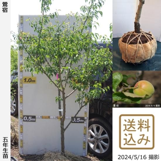 【順次出荷中】大苗◇ウメ(実梅