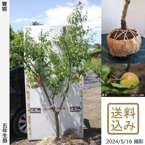 【順次出荷中】大苗◇ウメ(実梅