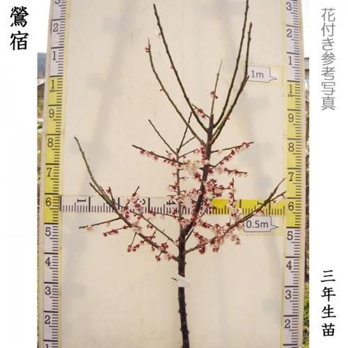 【順次出荷中】大苗◇ウメ(実梅