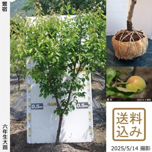 <img class='new_mark_img1' src='https://img.shop-pro.jp/img/new/icons14.gif' style='border:none;display:inline;margin:0px;padding:0px;width:auto;' />2025ǯͽʡġ()(夯)[Ϸ 2020ǯ:LL]ռӡ緿