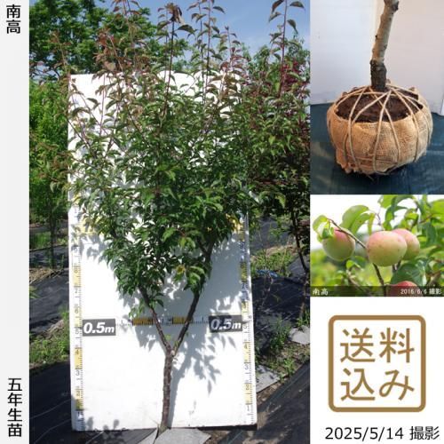 <img class='new_mark_img1' src='https://img.shop-pro.jp/img/new/icons14.gif' style='border:none;display:inline;margin:0px;padding:0px;width:auto;' />2025ǯͽʡġ()(ʤ󤳤)[Ϸ2021ǯ:LL]ռӡ