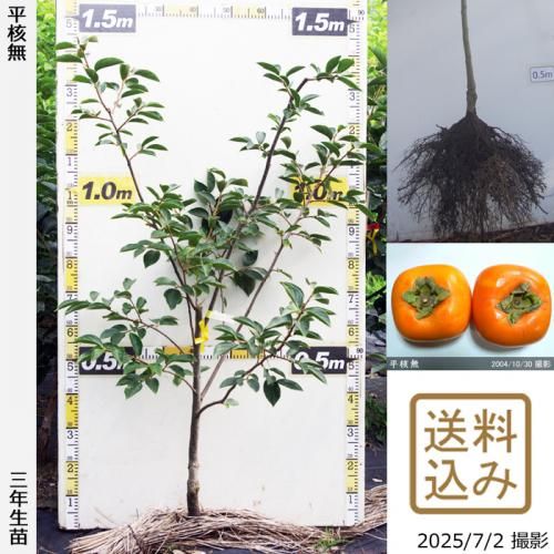 <img class='new_mark_img1' src='https://img.shop-pro.jp/img/new/icons14.gif' style='border:none;display:inline;margin:0px;padding:0px;width:auto;' />2025ǯͽʡ3ǯġ(³) ʿ̵(Ҥ餿ͤʤ)[դ뤤 2023ǯ:M]