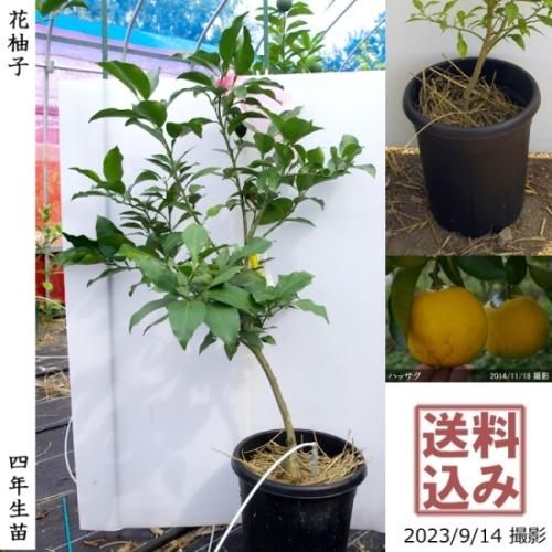 【順次出荷中】◇農薬不使用【エ