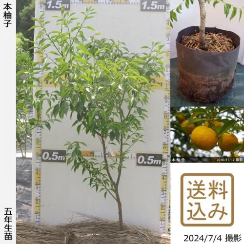 Իѡڥॷﳲۡġ ͮ(ۤ椺)[Ϸ 2018ǯ:S]