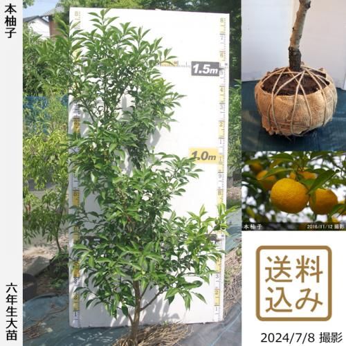 【順次出荷中】◇農薬不使用【エ