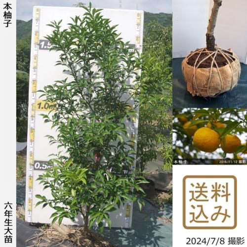 80,000円 - 果樹苗木・成木通販の 特等大苗専門店 すだ農園@京都亀岡