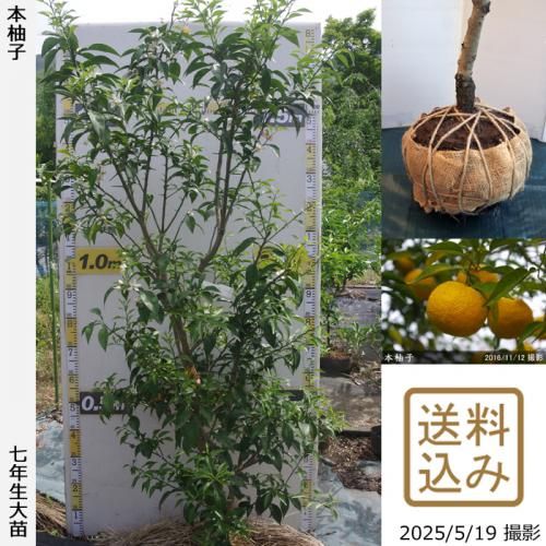 <img class='new_mark_img1' src='https://img.shop-pro.jp/img/new/icons14.gif' style='border:none;display:inline;margin:0px;padding:0px;width:auto;' />ڽ缡вۡԻѡڥॷﳲġ ͮ(ۤ椺)[Ϸ 2019ǯ:LL]ռӡ緿آ󤷺Ѣ