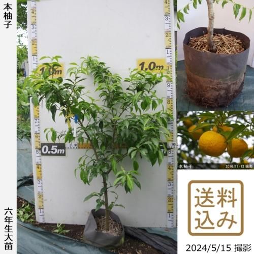 【順次出荷中】◇農薬不使用【エ