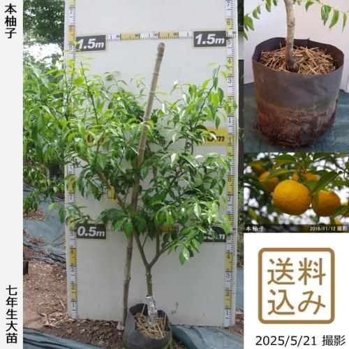 <img class='new_mark_img1' src='https://img.shop-pro.jp/img/new/icons14.gif' style='border:none;display:inline;margin:0px;padding:0px;width:auto;' />ڽ缡вۡԻѡڥॷﳲġ ͮ(ۤ椺)[ݥå 2019ǯ:M]ռӡ