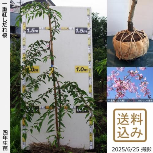 【順次出荷中】大苗◇サクラ(桜