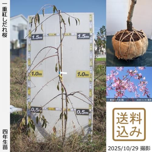 ڽ缡вġ() ŹȤ[Ϸ 2022ǯ:S]