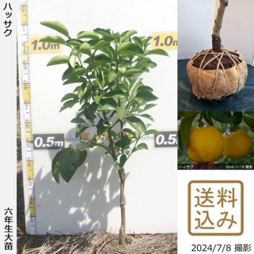 【順次出荷中】◇農薬不使用【エ