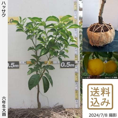 【順次出荷中】◇農薬不使用【エ