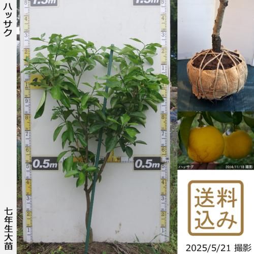 <img class='new_mark_img1' src='https://img.shop-pro.jp/img/new/icons14.gif' style='border:none;display:inline;margin:0px;padding:0px;width:auto;' />ڽ缡вۡԻѡڥॷﳲۡġ ϥå(Ȭ)[Ϸ 2019ǯ:S]