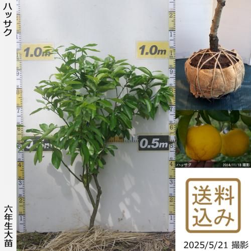 <img class='new_mark_img1' src='https://img.shop-pro.jp/img/new/icons14.gif' style='border:none;display:inline;margin:0px;padding:0px;width:auto;' />ڽ缡вۡԻѡڥॷﳲġ ϥå(Ȭ)[Ϸ 2020ǯ:S]