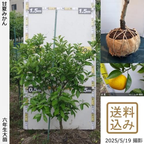 <img class='new_mark_img1' src='https://img.shop-pro.jp/img/new/icons14.gif' style='border:none;display:inline;margin:0px;padding:0px;width:auto;' />ڽ缡вۡԻѡڥॷﳲġ ŲƤߤ[Ϸ 2020ǯ:M]