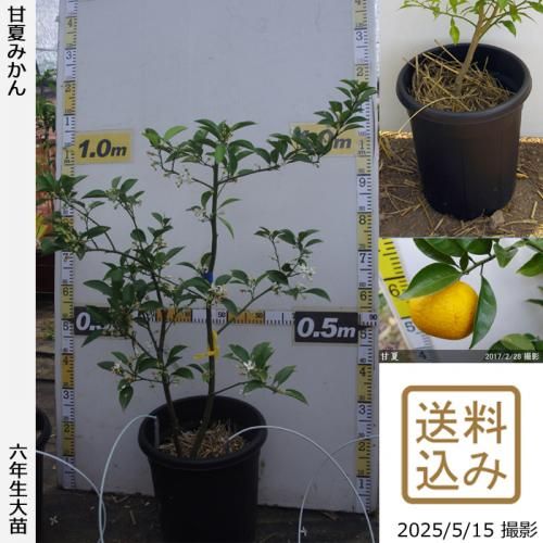 甘夏 実付き柑橘＞甘夏みかん 7号｜柑橘｜果樹10-TU | 果樹,柑橘