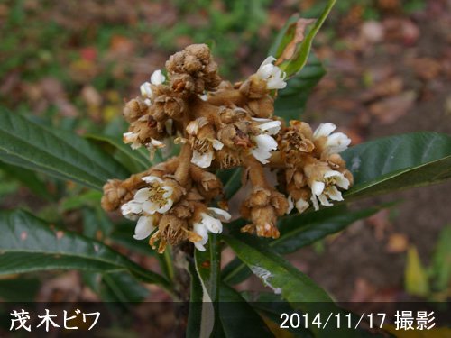 ビワ(枇杷) 茂木(もぎびわ)地掘大苗 - 果樹苗・大苗・苗木販売の隅田農園@京都亀岡