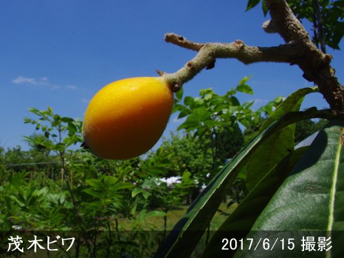 ビワ(枇杷) 茂木(もぎびわ)地掘大苗 - 果樹苗・大苗・苗木販売の隅田農園@京都亀岡